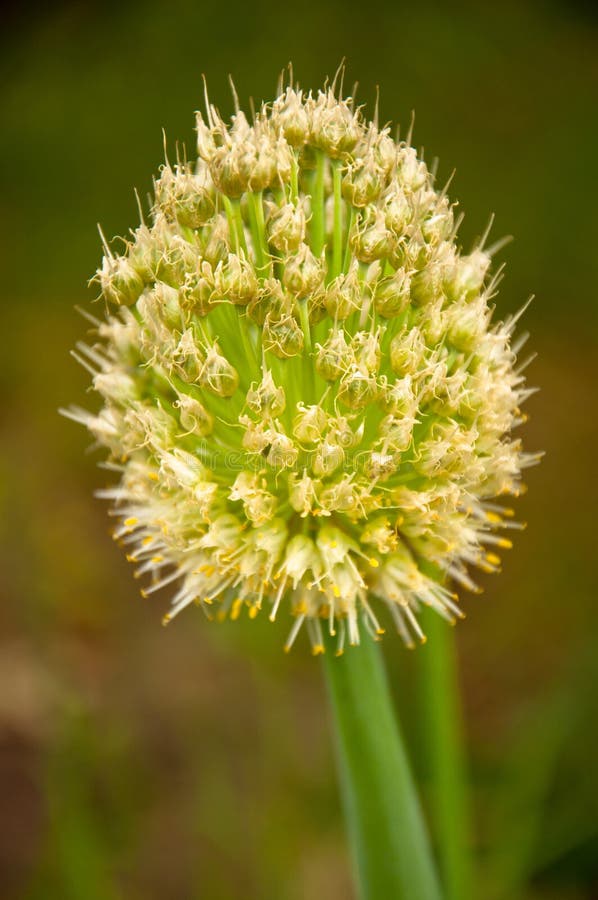Blooming onion flower stock photo. Image of botany, gardening 25668930