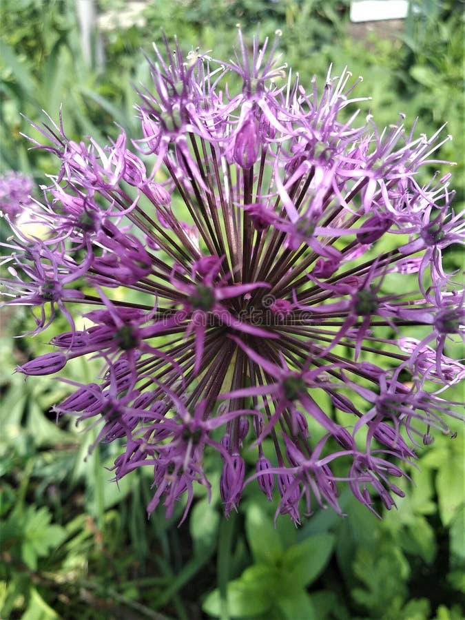 Blooming onion in spring stock image. Image of spring 216054569