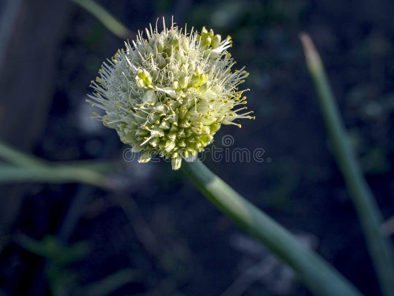 Blooming Onions in the Garden, Macro Stock Image Image of floral