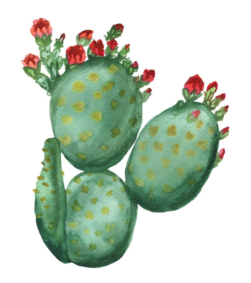 Opuntia Cactus with Yellow Flower, Watercolor Stock Illustration