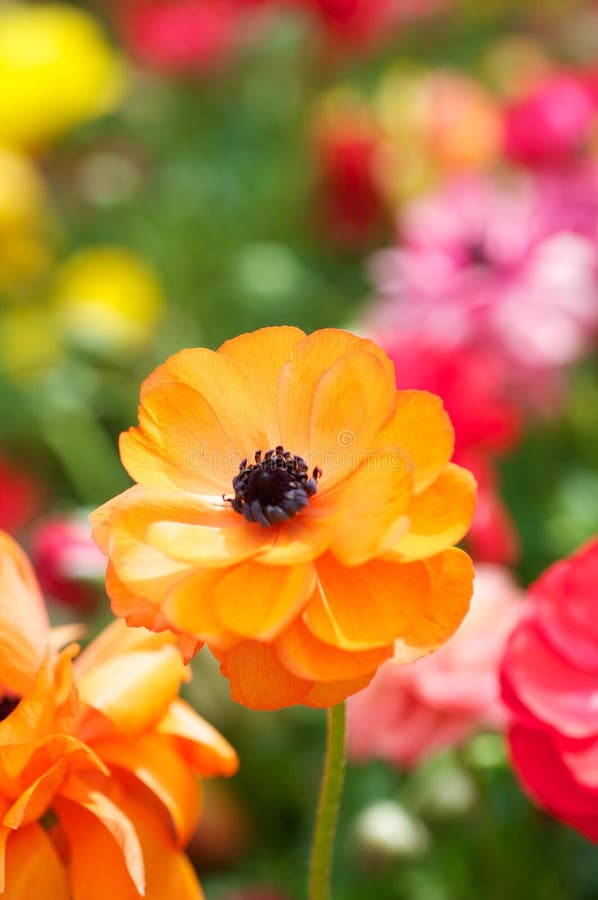 Blooming Orange Flower stock photo. Image of yellow, flower 25622766