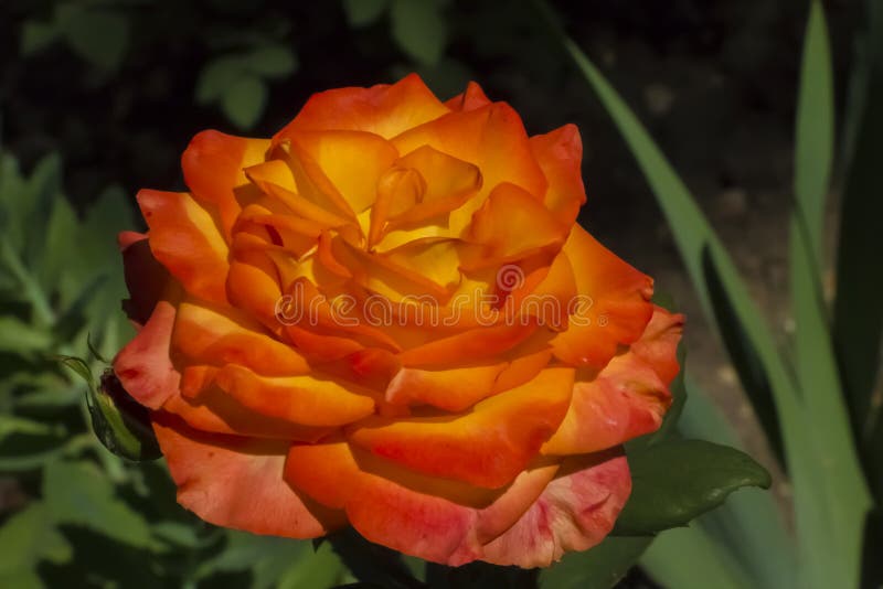 Blooming orange rose on a background of green garden. stock photo Blooming orange rose on a background of green garden. stock photo