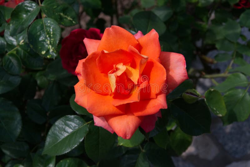 Blooming Orange Rose with Opening Petals - Garden Flowers, Blossoms ...