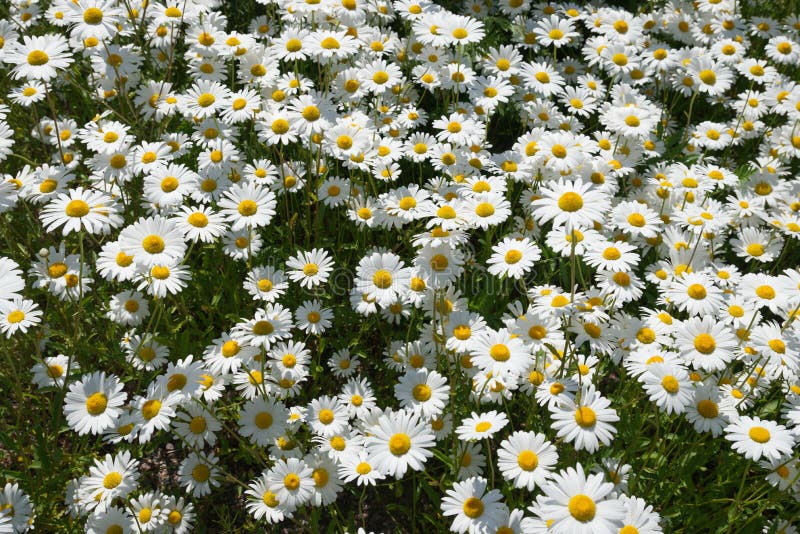 Blooming oxeye daisies stock photo. Image of field, daisy 175839240