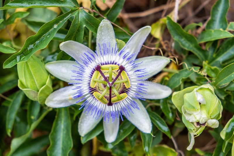 605 Passionfruit Flower Vine Stock Photos Free & RoyaltyFree Stock