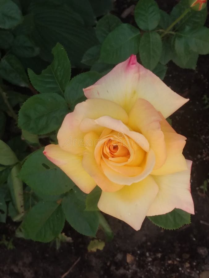 Blooming Peace Rose Flower Plant Stock Image Image of blossom, flower