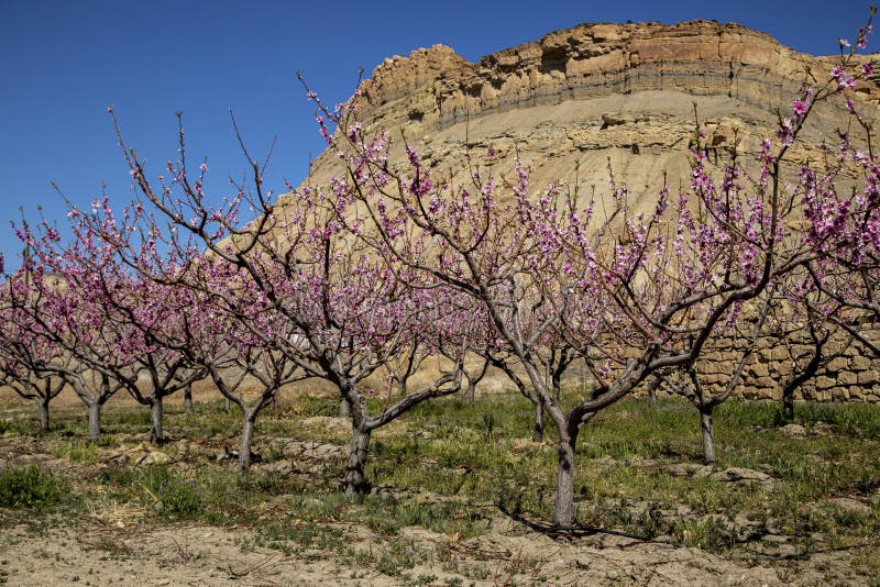 Blooming Peach Orchards in Palisade Colorado in Spring Stock Image Image of proud, grand
