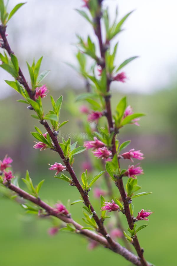Blooming peach orchard stock photo. Image of fruit, tree 765158