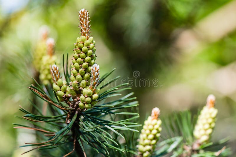 Blooming pine stock photo. Image of pollen, allergic 118583612