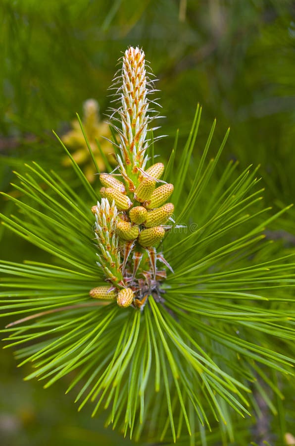 The Blooming Pine Tree Closeup Stock Photo Image of growth, nature