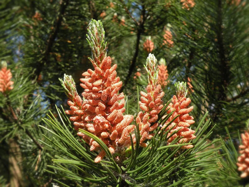 Flowering pine tree stock photo. Image of closeup, detail 73204562