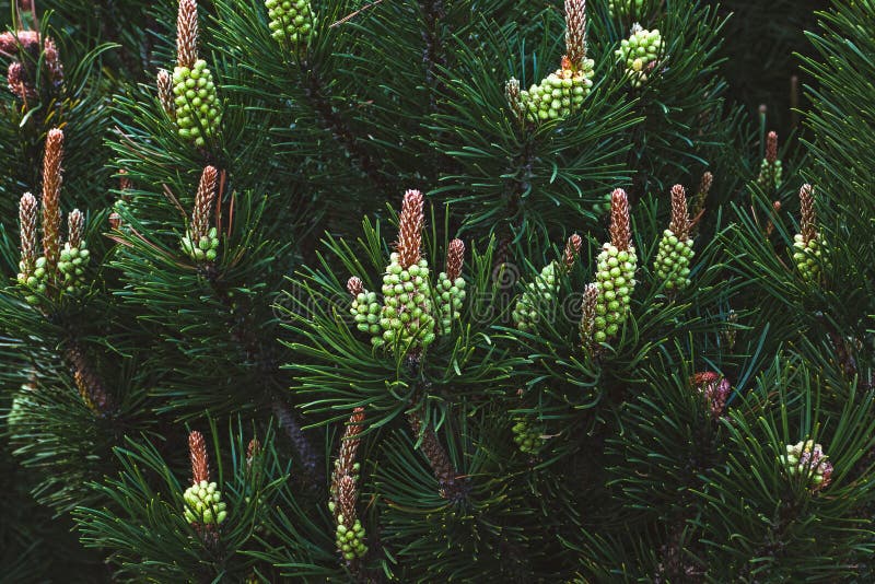 Blooming Pine Tree, Shrub Mountain Pine Blooming in Spring Forest Stock