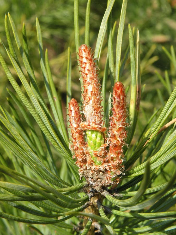 Blooming Pine Tree in Spring, Lithuania Stock Image Image of closeup