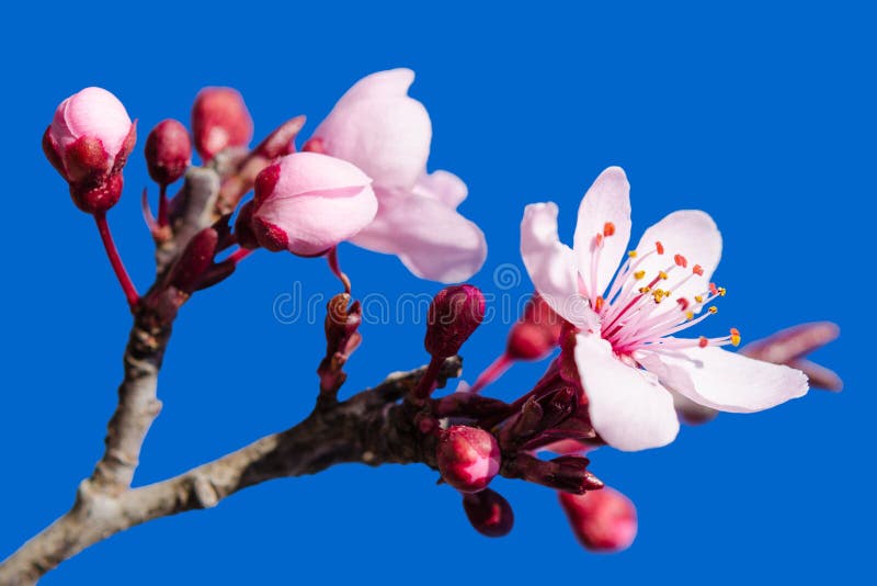 Blossoming spring flowers pink over blue