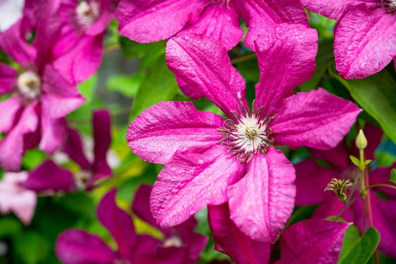 Blooming Pink Clematis in the Garden Stock Photo - Image of ...