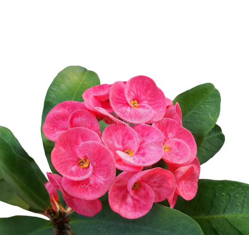 Blooming Pink Crown of Thorns Flower with Dew Drops Stock Image - Image ...