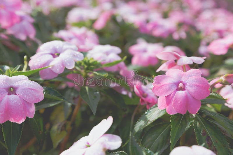 Blooming Pink Flower In Flowerbed In Field