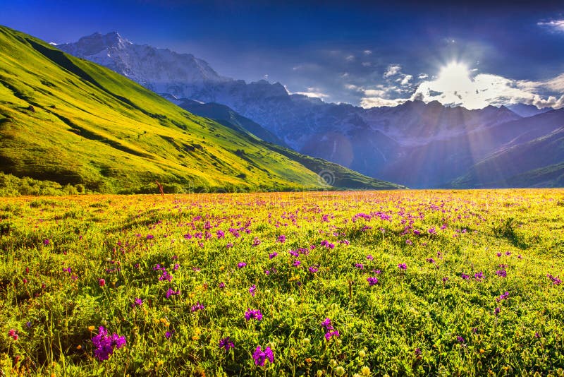 Blooming Pink Flowers in the Caucasian Mountains. Stock Photo - Image ...