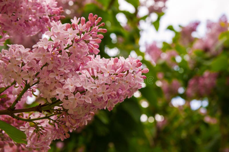 Blooming Pink Flowers of Lilac Tree. Stock Photo Image of garden