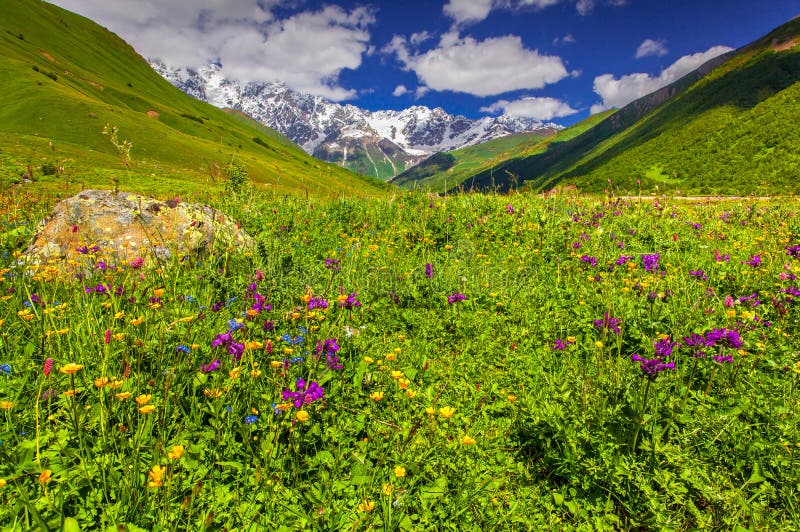 Blooming Pink Flowers in the Mountain Stock Image - Image of flora ...