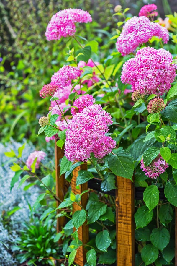 Blooming Pink Hydrangea Tree Varieties Stock Photo Image of support