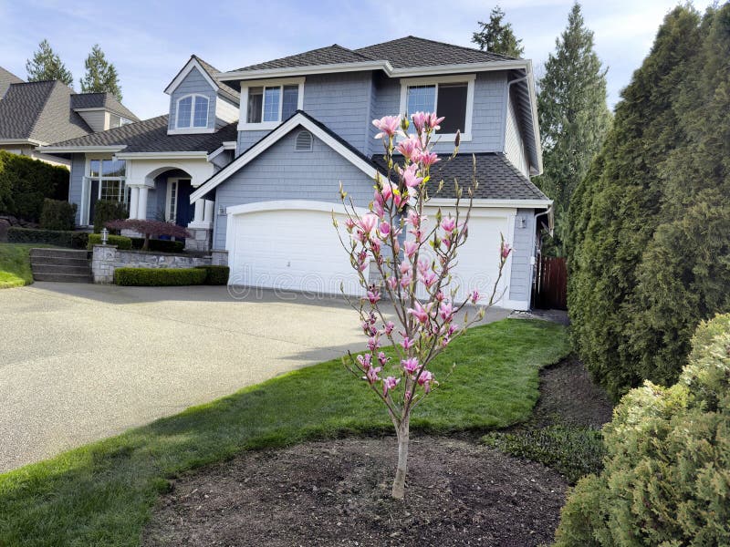 Blooming pink magnolia tree in spring with home and front yard in background stock photos