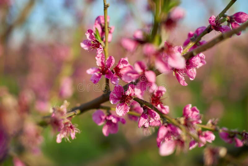 Blooming pink peach blossoms on tree stick in the begining of springю royalty free stock image