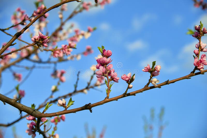 Blooming pink peach blossoms on tree stick on blue sky background in the begining of springю royalty free stock image