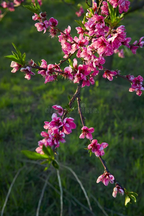 Blooming pink peach blossoms on tree stick with green background in the beginning of spring. royalty free stock photography