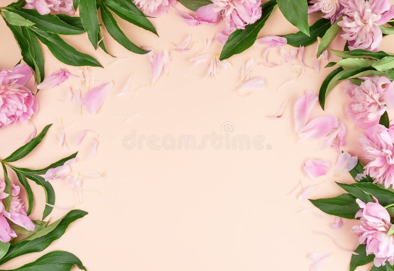 download peach background for wedding download peach background for wedding