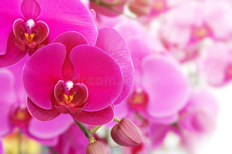 Hoa lan Phalaenopsis màu hồng nở trên nền mờ tự nhiên sẽ đem đến cho bạn cảm giác thư giãn và dịu mắt. Với bức ảnh thiết kế từ những bông hoa trắng hồng tuyệt đẹp và mang màu sắc tự nhiên, bạn sẽ được trải nghiệm cảm giác tư duy tươi mới khi hình nền tuyệt vời này xuất hiện trên màn hình điện thoại của bạn.