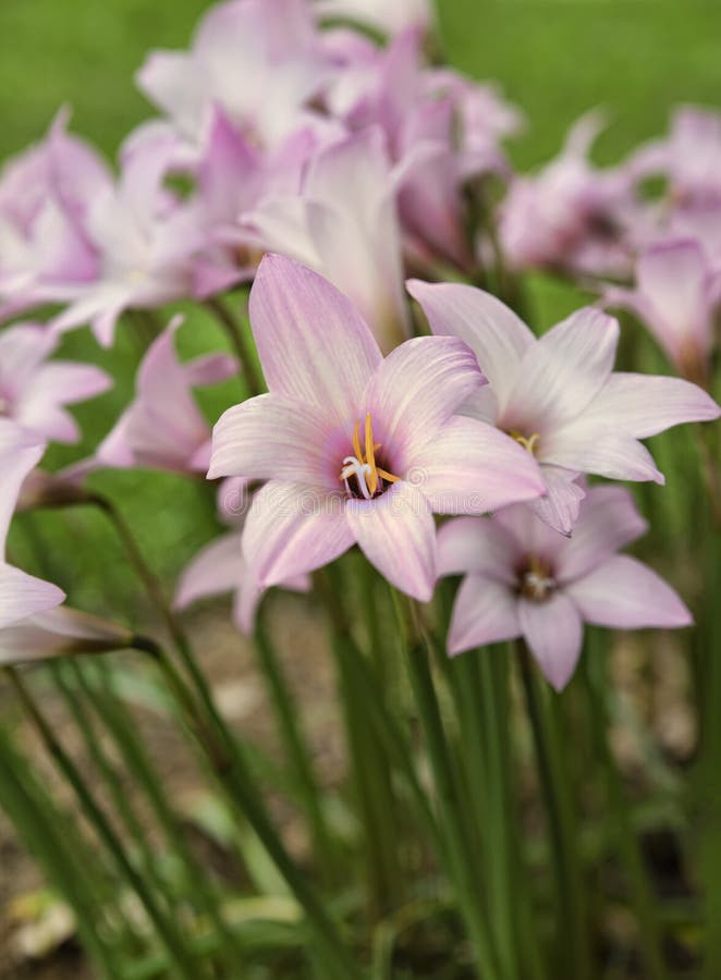 Blooming Pink Rain Lilies with a Soft Focus Stock Photo Image of