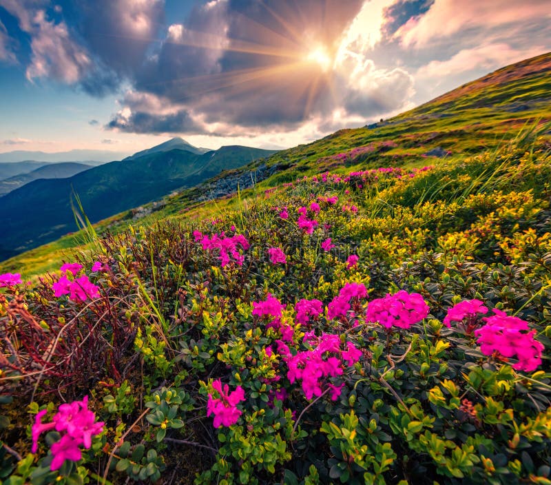 Blooming Pink Rhododendron Flowers on Carpathian Mountains. Stock Photo