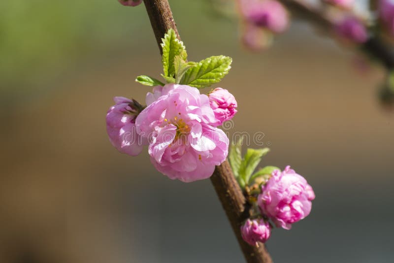 Blooming pink sakura flower stock images Blooming pink sakura flower stock images
