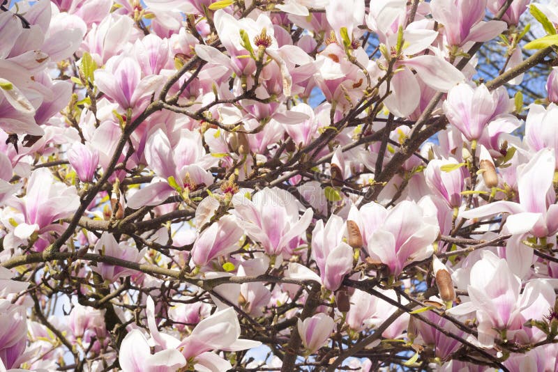 Blooming Pink Tree Flowers Background. Stock Photo Image of cherry