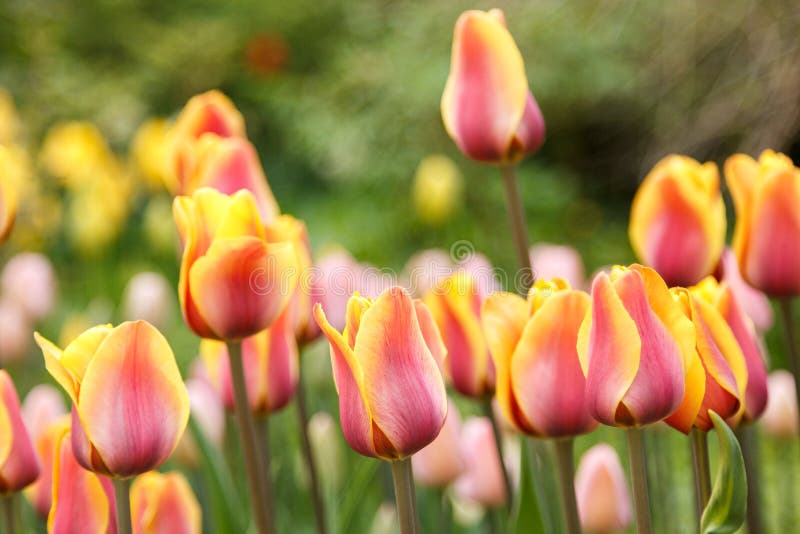Blooming Pink Yellow Coloured Striped Tulips Stock Photos Free