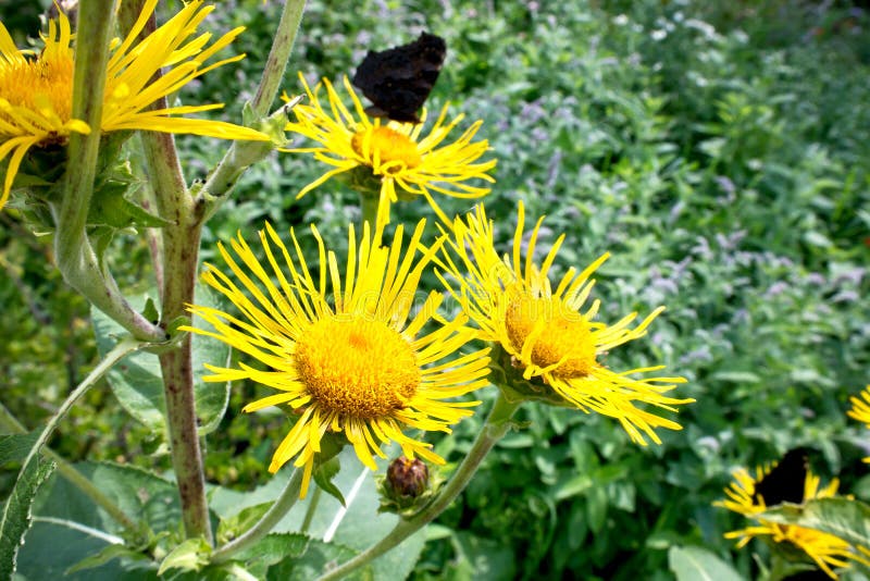 The flower of Inula closeup stock photos The flower of Inula closeup stock photos