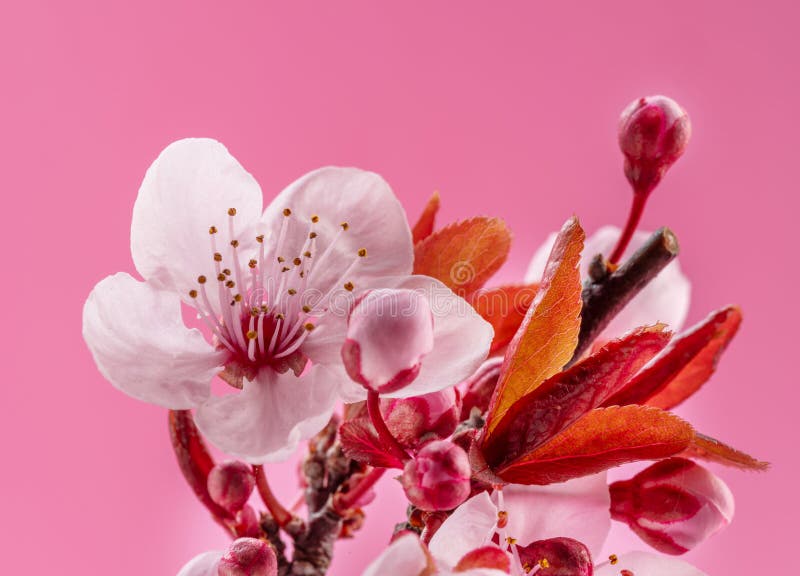 Natural Life Plum Blooms Natural Life Plum Blooms