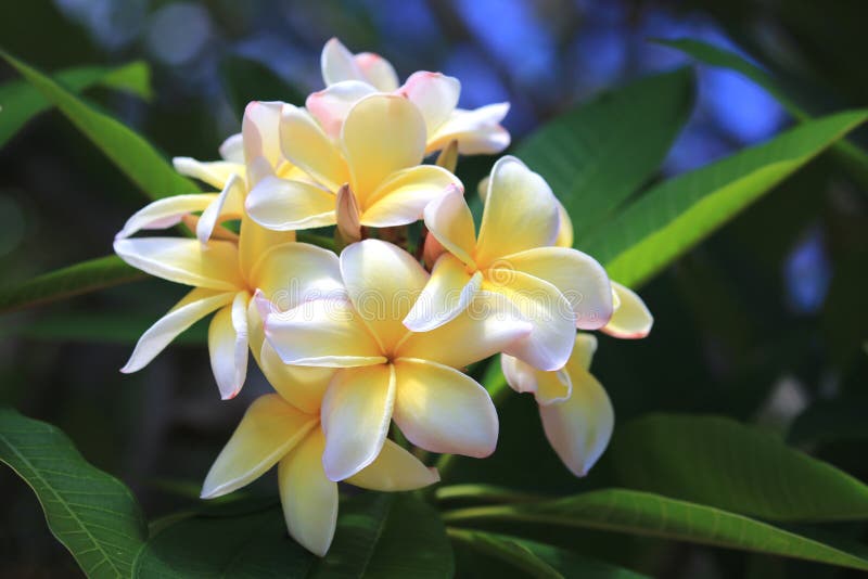 Blooming Plumeria Flowers and Green Leaves in the Garden. Beautiful ...