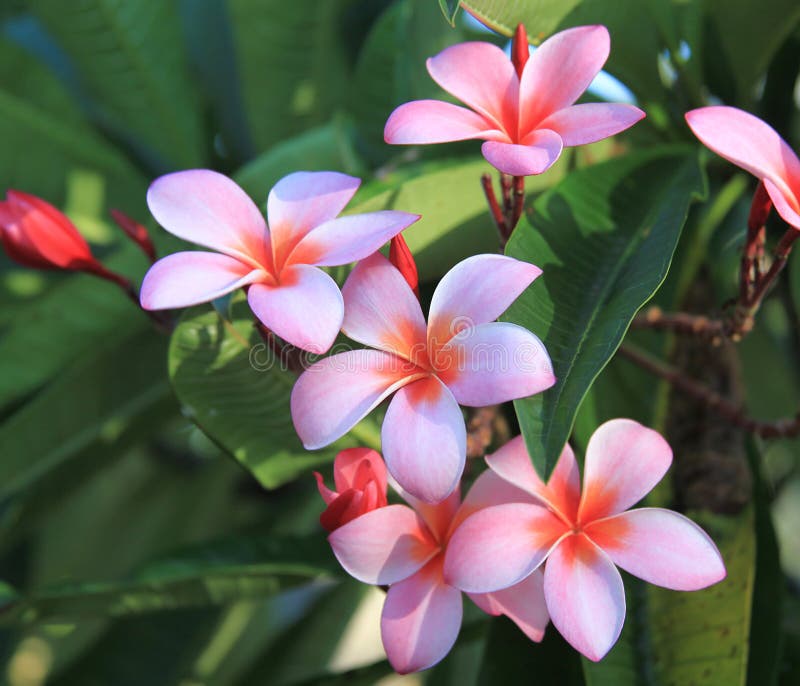 Blooming Plumeria stock image. Image of plumeria, isle 34890539