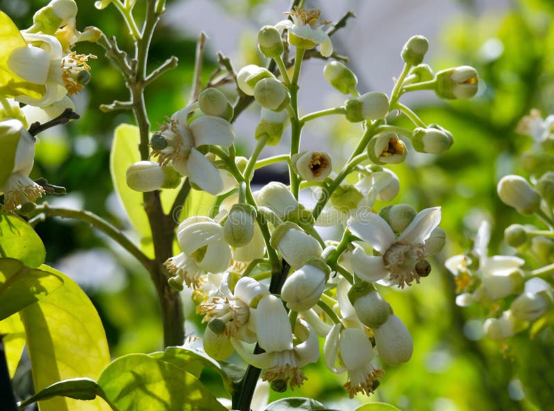 Blooming Pomelo Tree (lat. Citrus Maxima) with Fragrant White Flowers