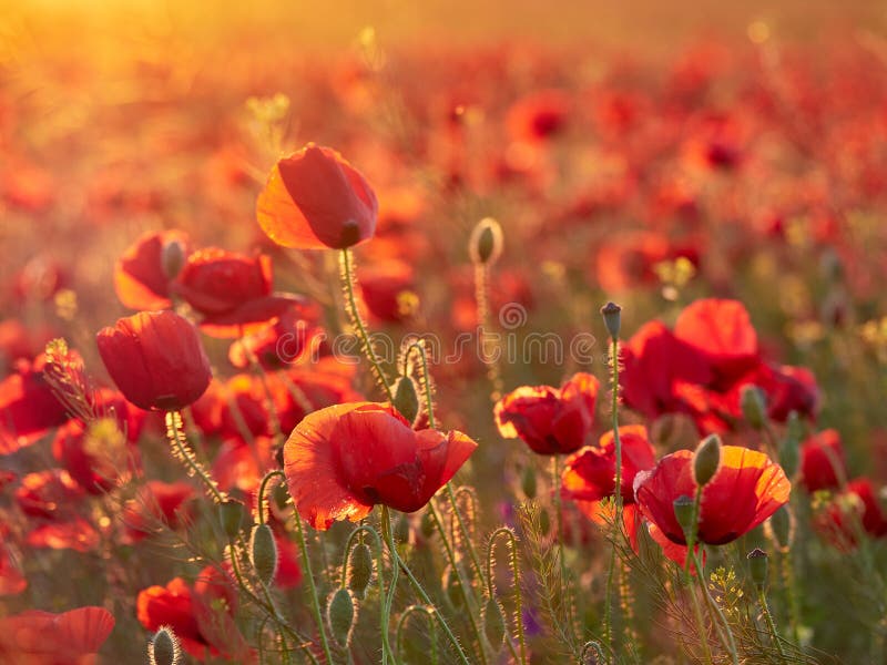 Blooming Poppies in the Summer Sunset Light Stock Photo - Image of leaf ...