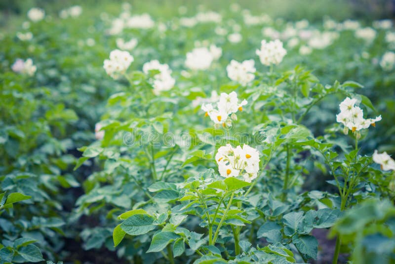 Blooming potato plants stock image. Image of land, healthy 75034355