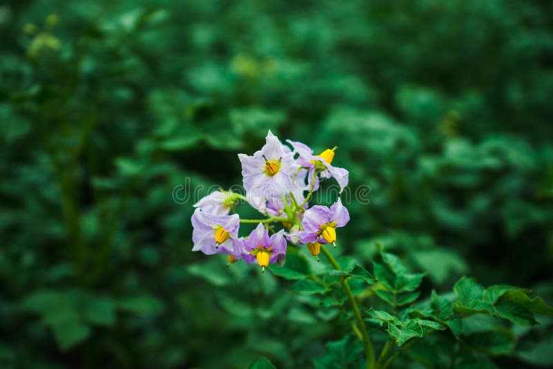 Blooming potato plants stock image. Image of grow, land 75319745