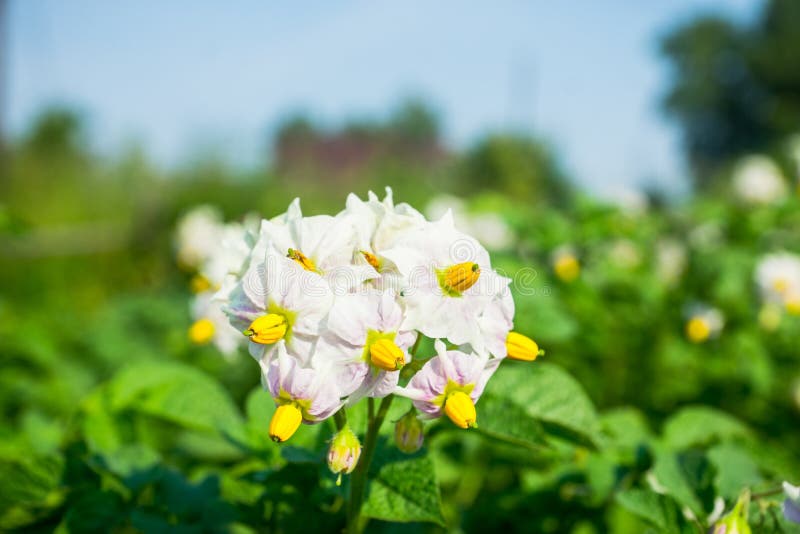 Blooming Potato Plants on the Field Stock Photo Image of farming