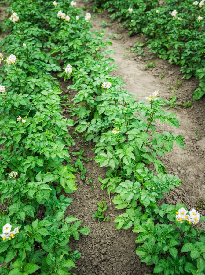 Blooming Potato Plants on the Field Stock Photo Image of industry