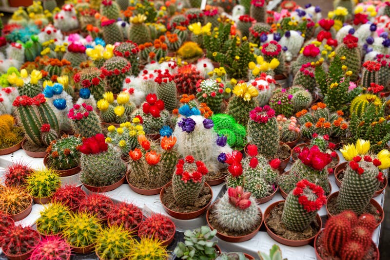 Assortment of Potted Blooming Prickly Cactus Plants for Sale in Flower