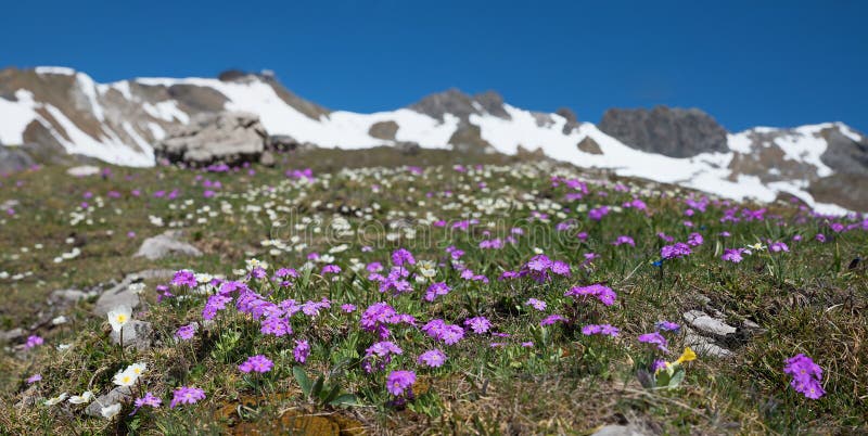 Blooming primulas at fellhorn mountain, allgau alps stock image Blooming primulas at fellhorn mountain, allgau alps stock image