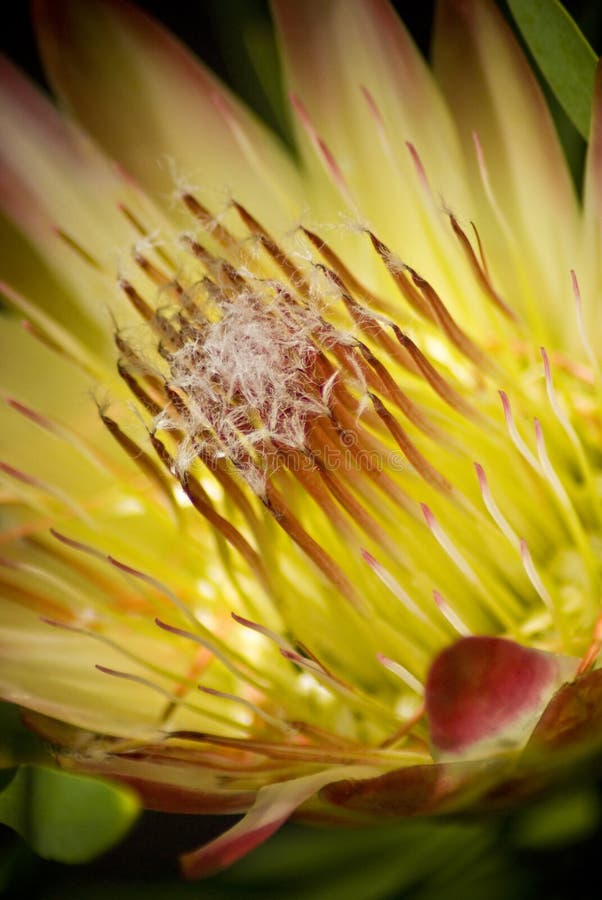 Blooming protea flower