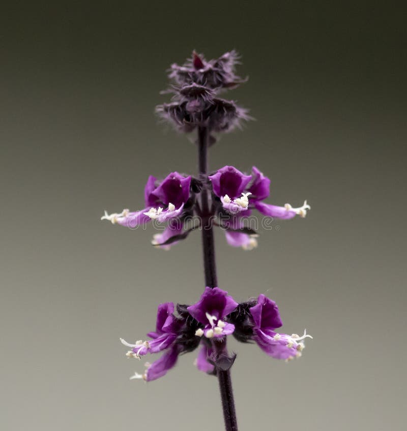 Blooming Purple Basil Flowers Stock Image Image of flowering, stem
